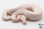 Python Royal - Python regius Leucistic