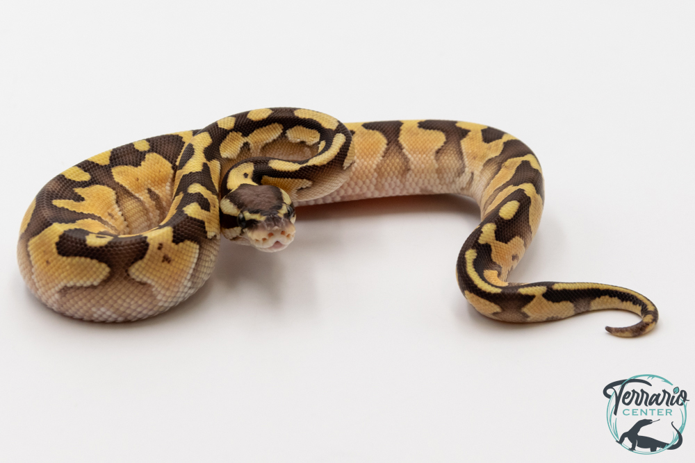 Python regius Butter Pastel