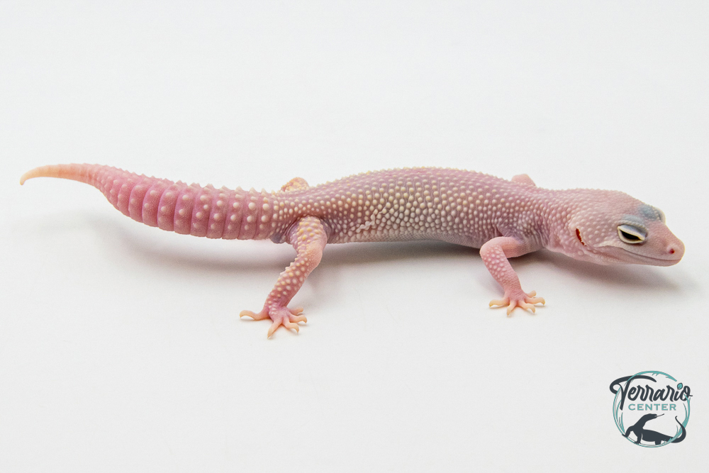 EM69 - Gecko Léopard - Eublepharis Macularius Blizzard - Femelle