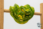 Morelia viridis Biak - Python vert arboricole - Mâle 250228500116829 - Sub Adulte