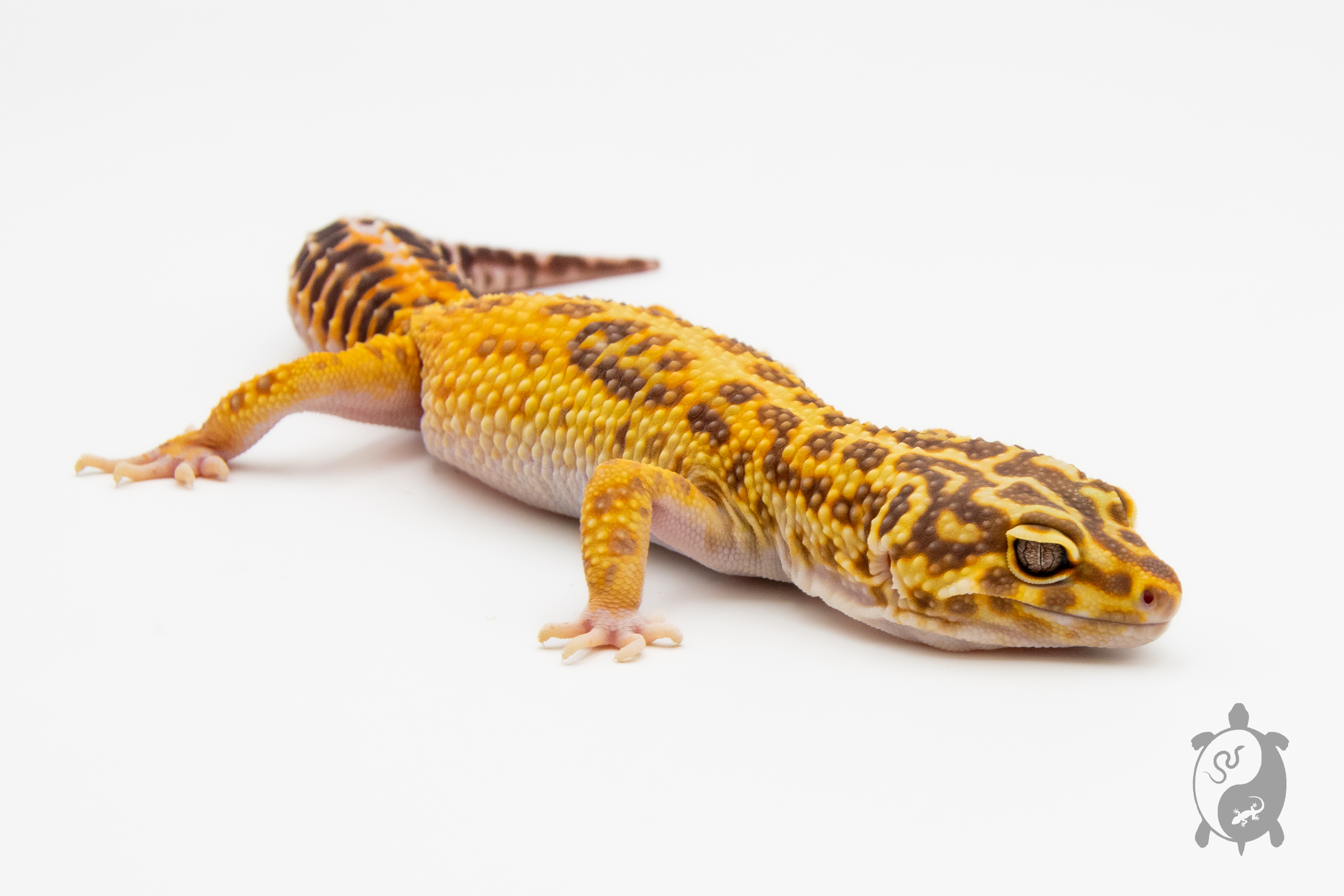 EM25 - Gecko Léopard - Eublepharis Macularius Stripe Tremper - NC - &#9794;