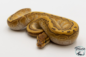 Python royal - Python regius Butter Pinstripe