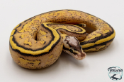 Python royal - Python regius Super Stripe Pastel