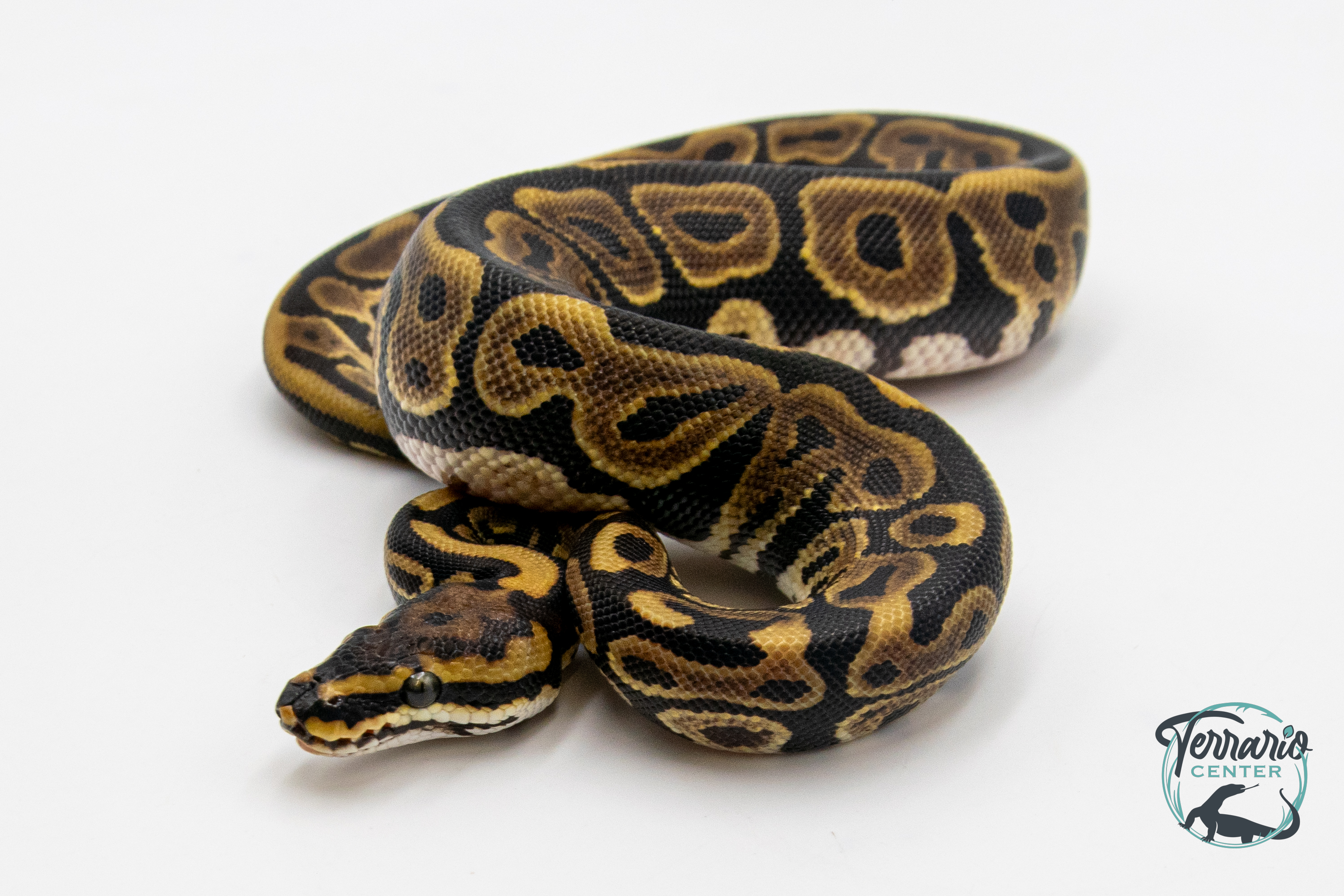 Python royal - Python regius Spotnose