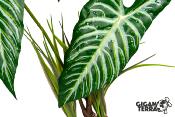 Plante sur Pied (effet mouillé) - 30x16x48cm