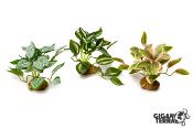 Tradescantia Rose sur Pied - 10 cm