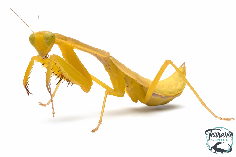 Hierodula Venosa - Mante jaune