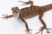 Hypsilurus godeffroyi - Dragon des forêts du nord