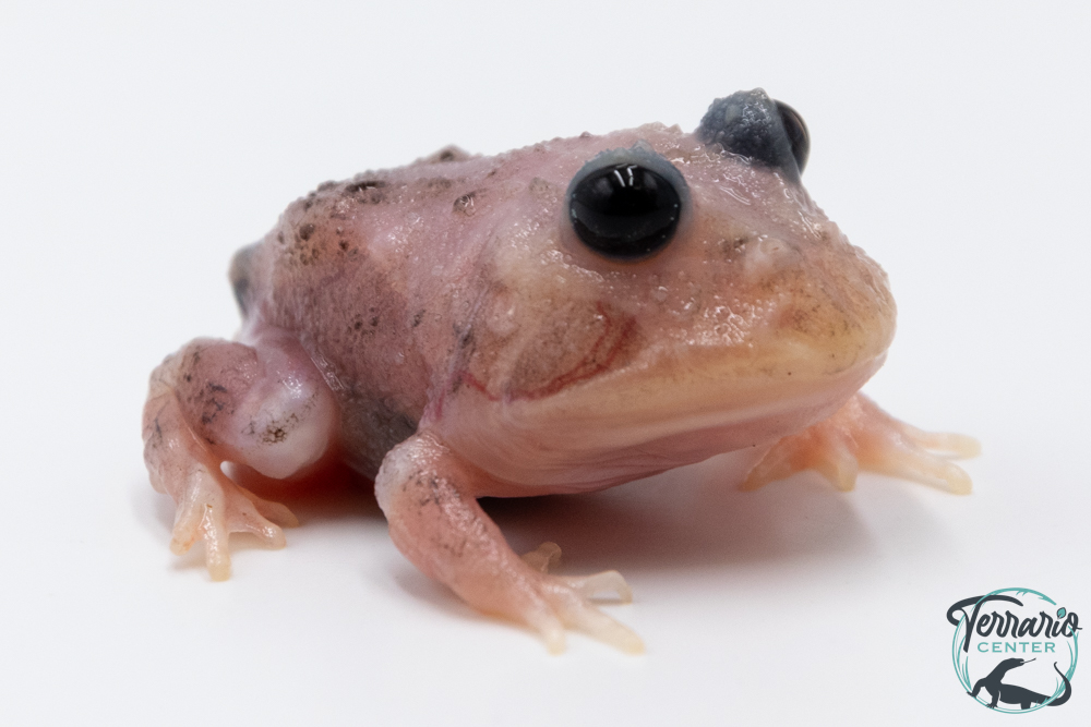 Grenouille cornue - Ceratophrys cranwelli MUTANT METAL BLUE