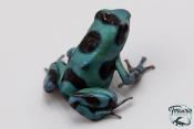 Dendrobates auratus - Dendrobate doré Green Microspot