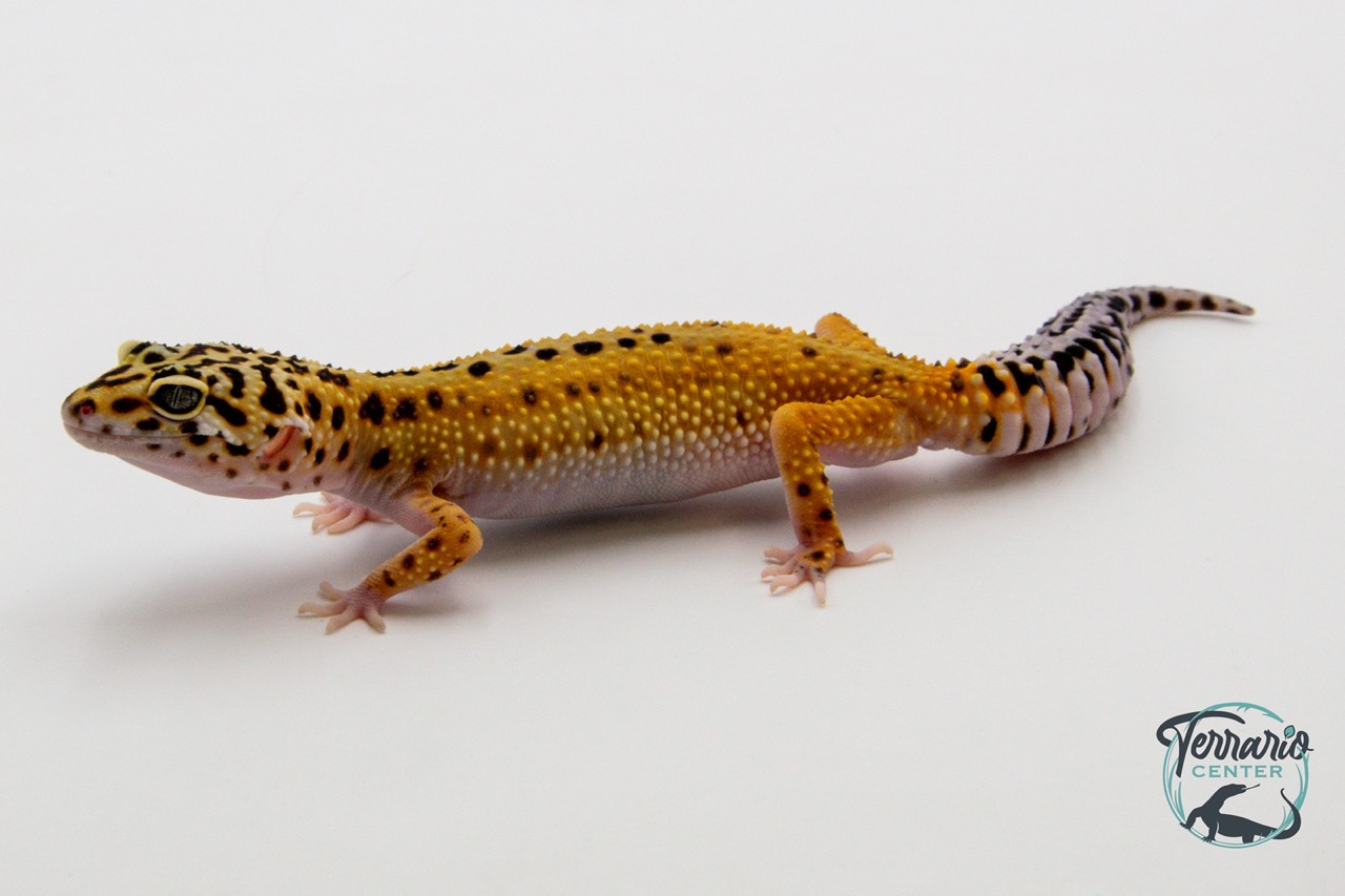 EM38 - Gecko Léopard - Eublepharis Macularius Tangerine - Femelle