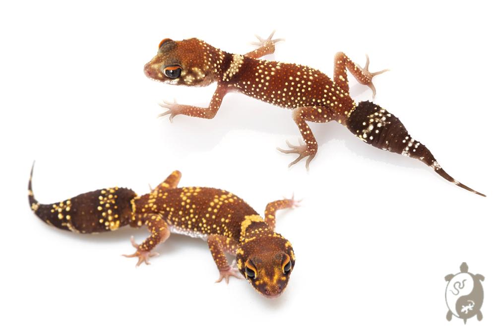 Underwoodisaurus milii - Gecko aboyeur - Couple