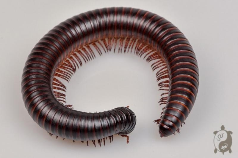 Archispirostreptus gigas