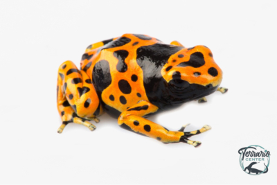 Dendrobates leucomelas - Rainette jaguar