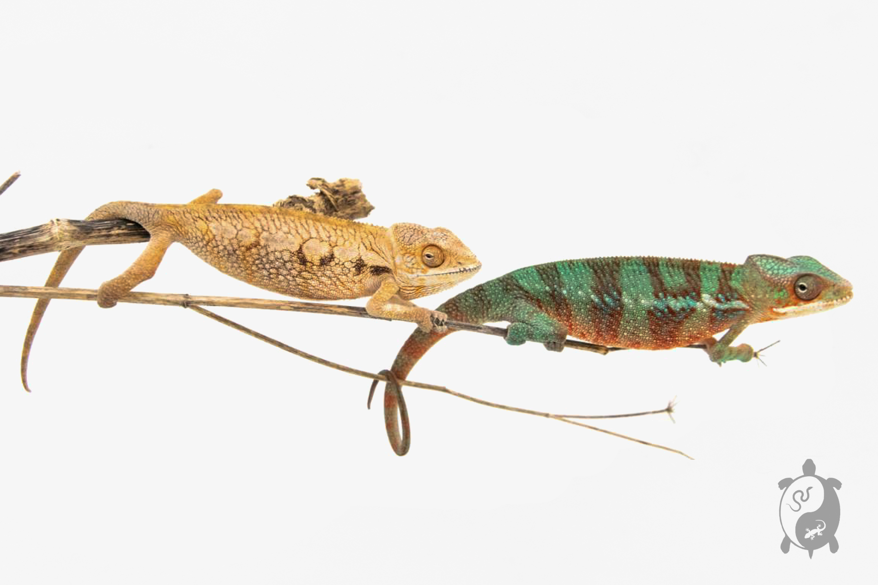 Caméléon Panthère - Furcifer Pardalis Ambilobe Red Bar - Couple