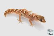 Diplodactylus galeatus -  Gecko casqué