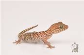 Paroedura picta - Gecko panthère