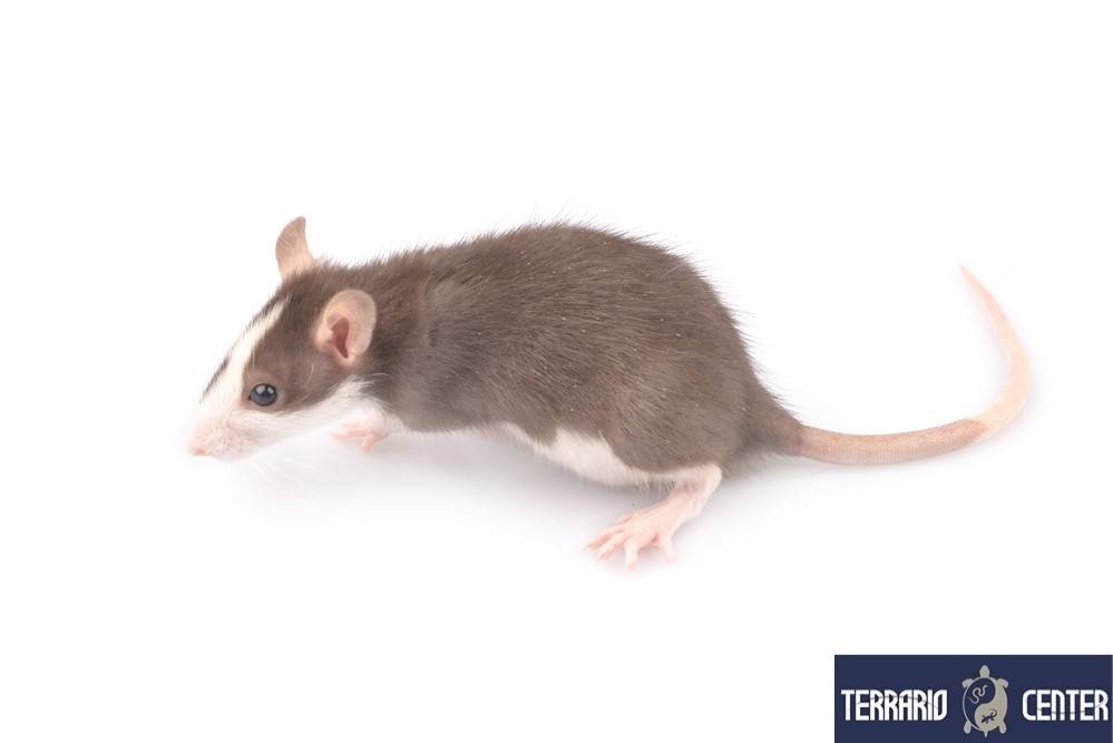 Rat vivant de 51 - 90 g