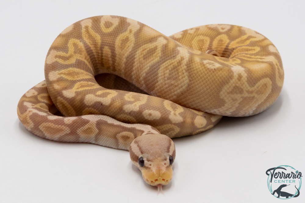 Python royal - Python regius Banana Pastel GHI 
