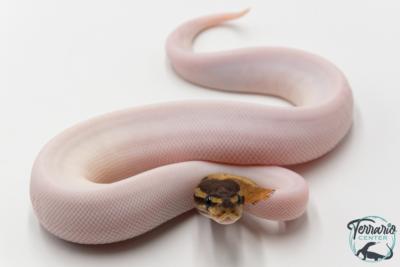 Python royal - Python regius Piebald Mojave