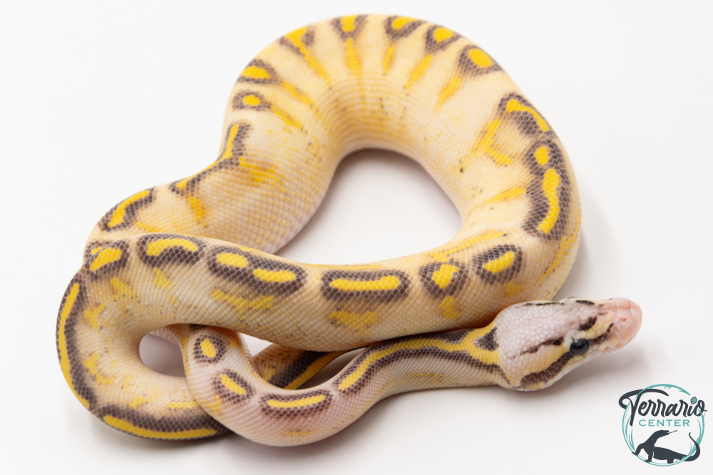 Python royal - Python regius Highway Pastel