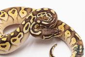 Python royal - Python regius Butter Pastel