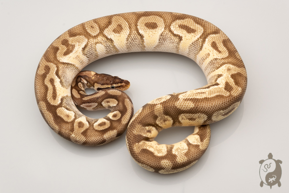 Python regius - Python royal Boutique Terrario Center