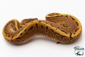 Python royal - Python regius Pinstripe Yellow Belly