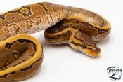Python royal - Python regius Pinstripe Yellow Belly