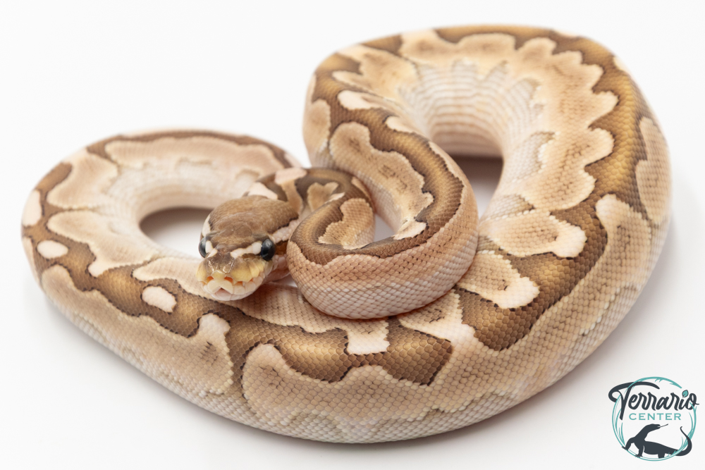 Python royal - Python regius Bamboo