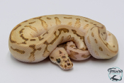 Python regius - Python royal Batman Butter Yellow Belly