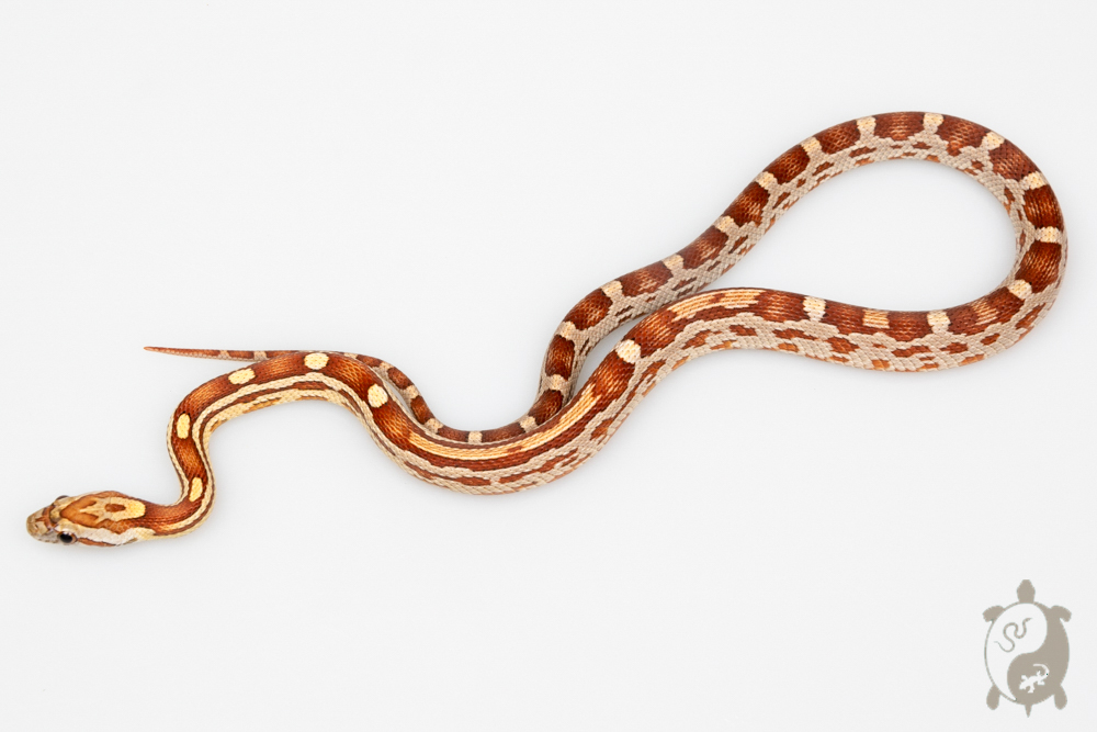 Serpent des blés - Pantherophis guttatus Caramel Pinstripe