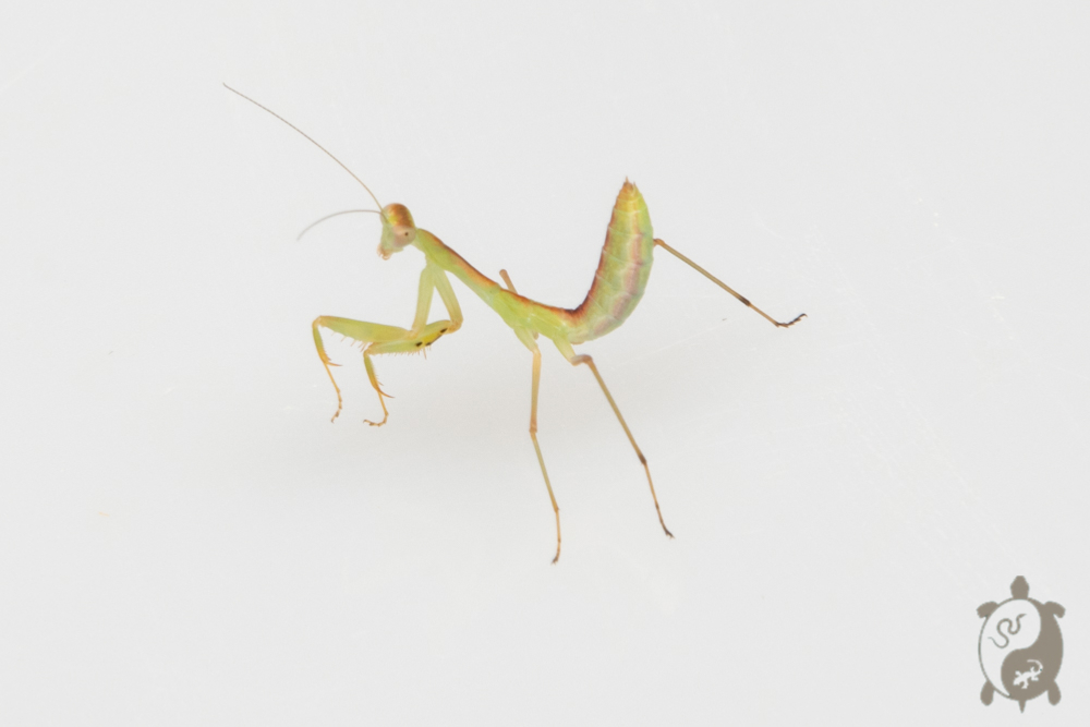 Deroplatys Dessicata - Mante feuille morte