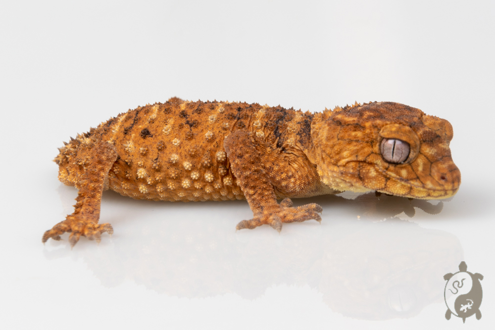 Nephrurus amyae - Gecko à queue en bouton - &#9794; - 02