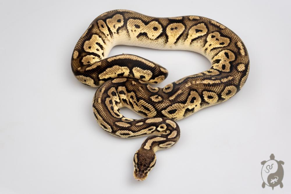 Python royal - Python regius Bongo Pastel
