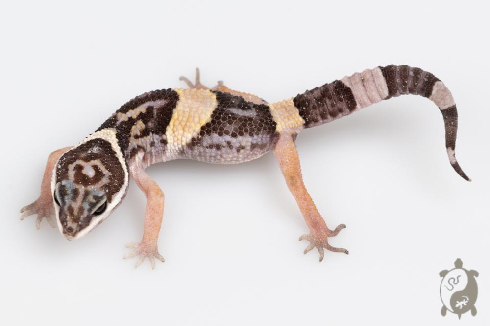 Eublepharis hardwickii - Gecko Leopard Indien 04