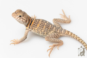 Crotaphytus collaris collaris Wichita Mountains - Lézard à collier 