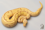 Python royal - Python regius Banana Bumblebee Leopard Enchi Yellow Belly