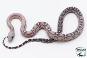 Serpent des blés - Pantherophis guttatus Scaleless Anery