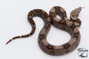 Boa constricteur - Boa imperator VPI Jungle
