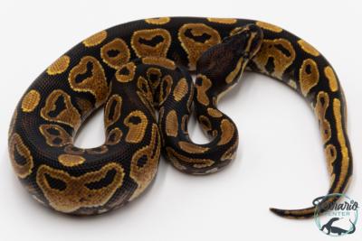 Python royal - Python regius Specter