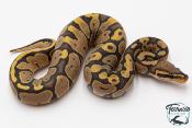 Python royal - Python regius Hypo