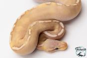 Python royal - Python regius Banana Pastave GHI 