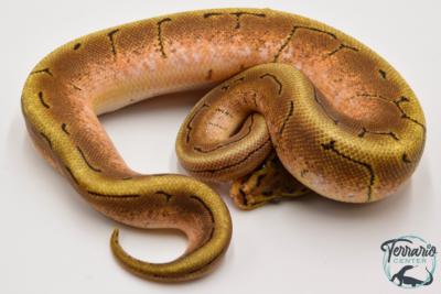 Python Royal - Python regius Spinner