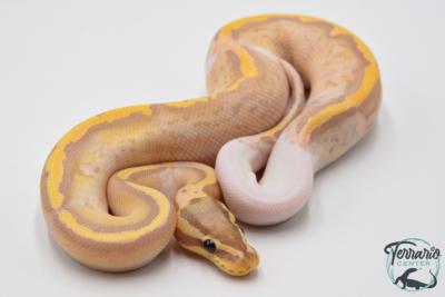 Python royal - Python regius Banana Pastel Piebald