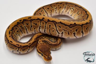 Python royal - Python regius Pinstripe Phantom