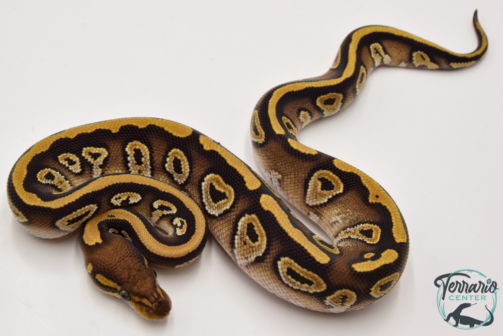 Python royal - Python regius Phantom