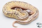 Python royal - Python regius Super Pastel Fire (SuperFLy)