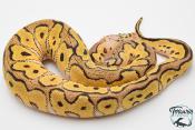 Python royal - Python regius Clown Pastel
