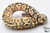 Python royal - Python regius Super Pastel Yellow Belly
